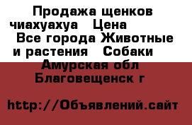 Продажа щенков чиахуахуа › Цена ­ 12 000 - Все города Животные и растения » Собаки   . Амурская обл.,Благовещенск г.